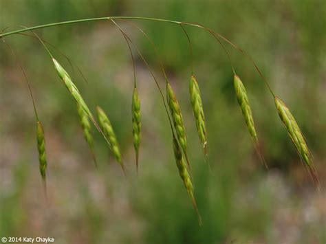 Cheatgrass Seed Head - Cheat Dumper