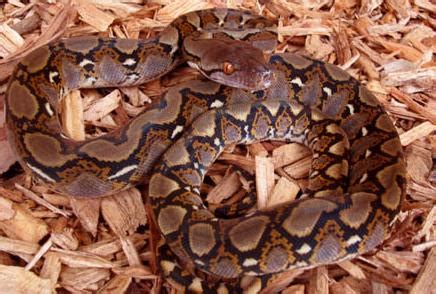 cara merawat ular phyton reticulatus: cara memelihara ular python ...