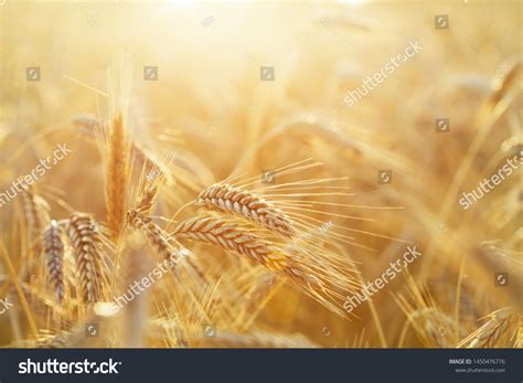 73,515 Rye cultivation Images, Stock Photos & Vectors | Shutterstock