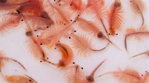 sea monkeys  wonderful tiny world  pet times asia