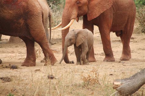 images adventure animal wildlife young jungle grazing baby