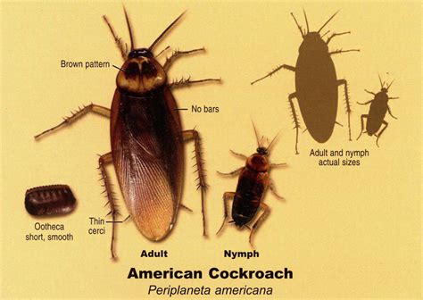 American Cockroach Size