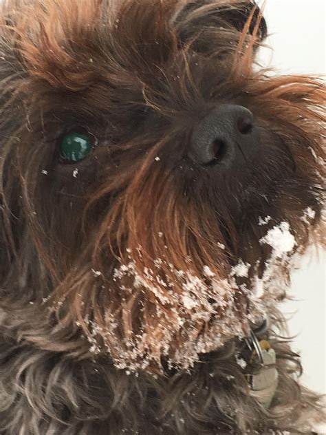 The look I get when I ask him what he’s doing up there : r/schnauzers