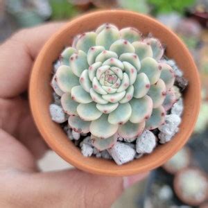 Echeveria Minima Variegated - Etsy