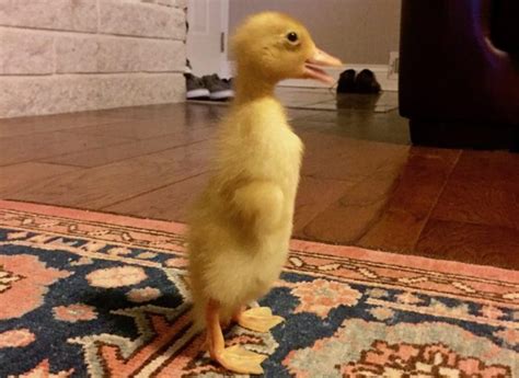 baby duck