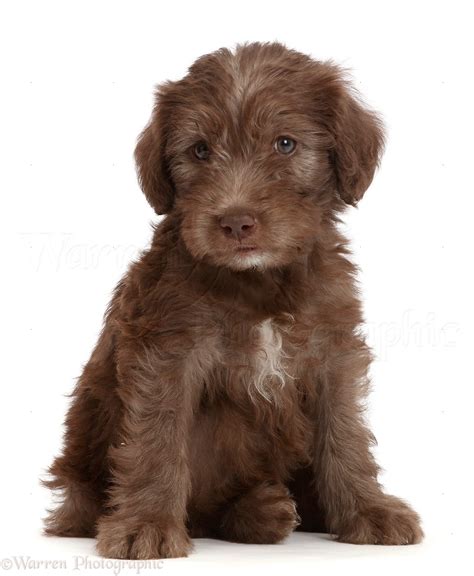 Dog: Chocolate Labradoodle puppy photo WP47698