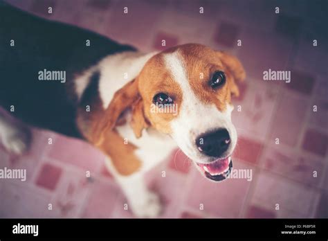 beagle puppy dog Stock Photo - Alamy