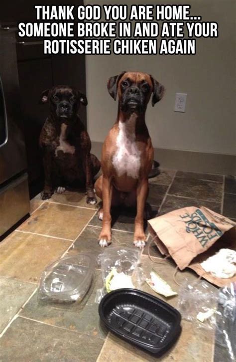 dog food memes funny animal pictures funny animals cute animals funny  dog pictures