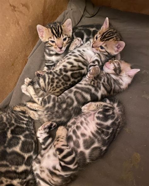 House Leopard Bengals
