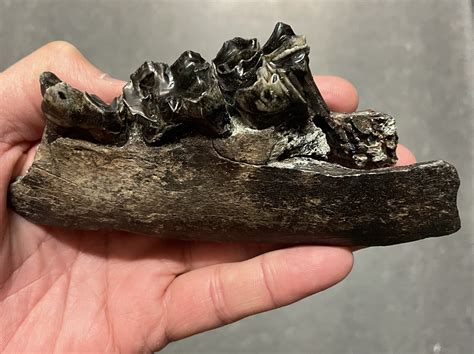 The elk, Cervus canadensis, is... - New Jersey State Museum