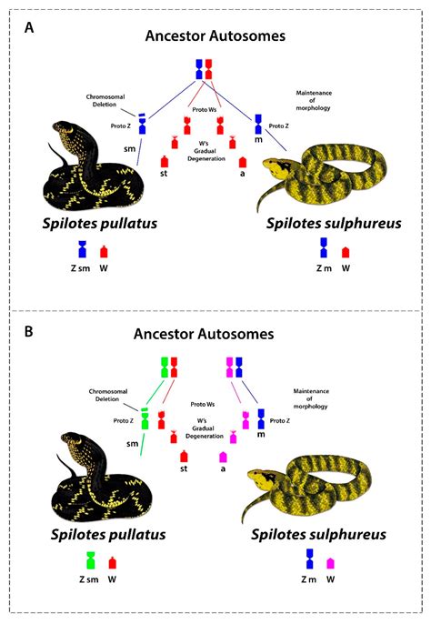 Evolutionary Insights of the ZW Sex Chromosomes in Snakes: A New