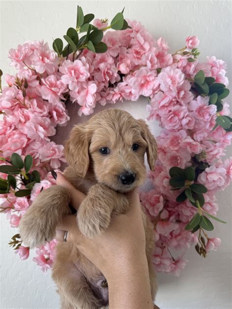 Stella x Nash Dec 24 — Desert Ridge Doodles Goldendoodle Breeder In Phoenix Arizona