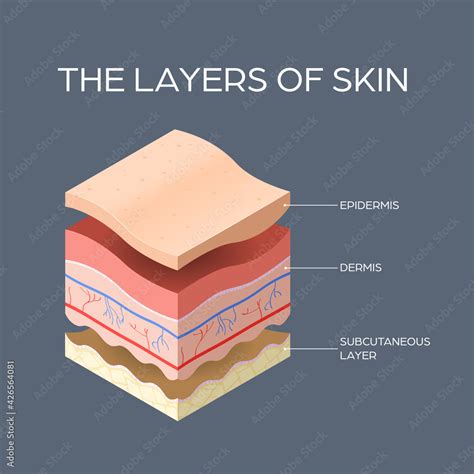 cross section  human skin layers structure skincare medical concept