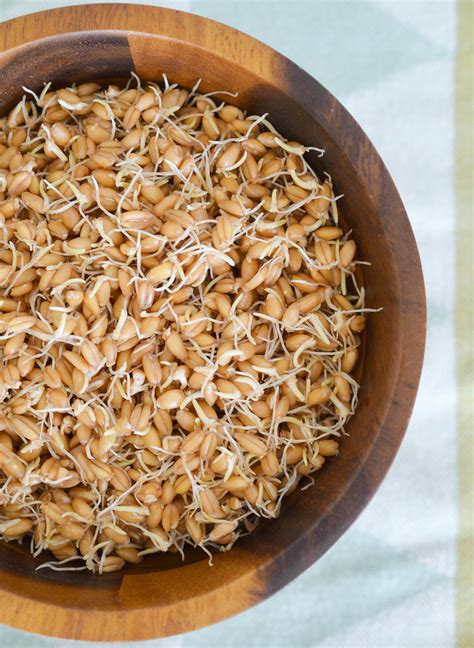 sprouted grains