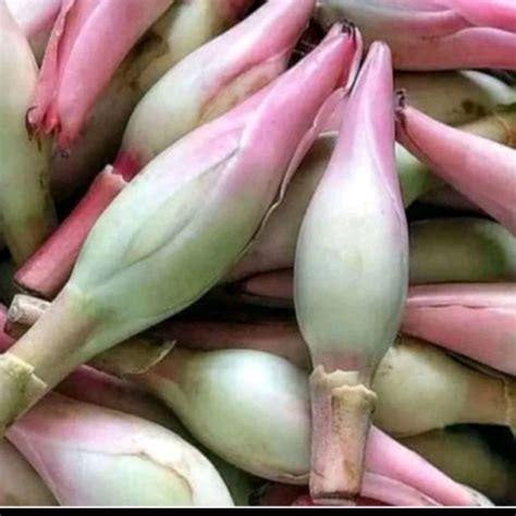 jual kecomberangkincungonjebunga rias  kg shopee indonesia