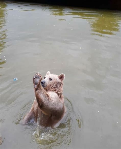 This Facebook Group Is Dedicated To Crappy Wildlife Photos That Are So ...