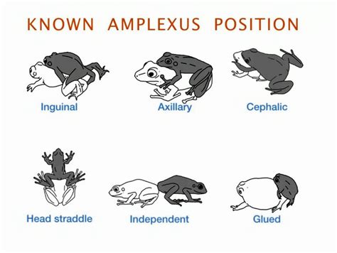 Frog Like Posture