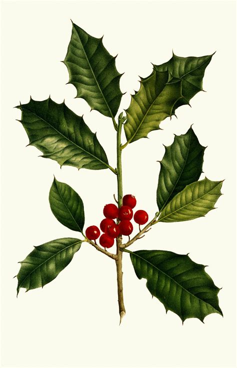 Holly Berries, Leaves Vintage Free Stock Photo - Public Domain Pictures