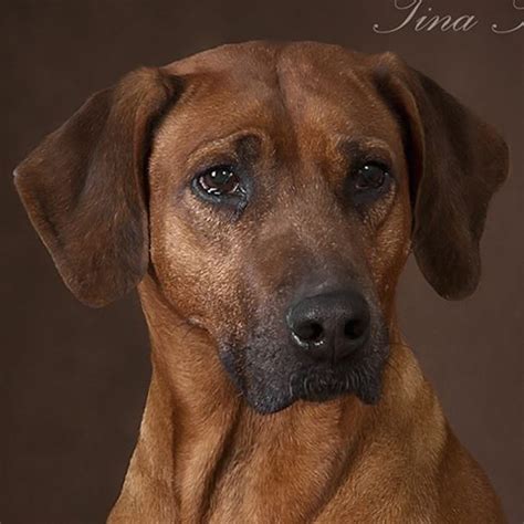 Тина Трейдинг Таиса | Питомник Тина Трейдинг