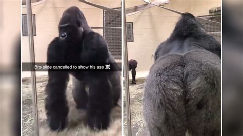 Sliding Gorilla | Know Your Meme