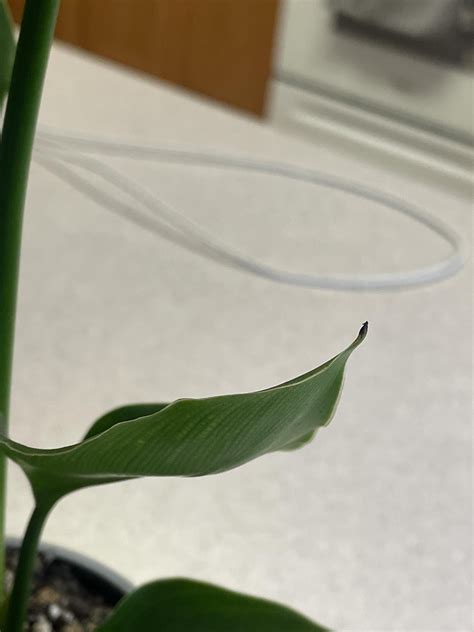 BOP leaf tips turning brown : r/plantclinic