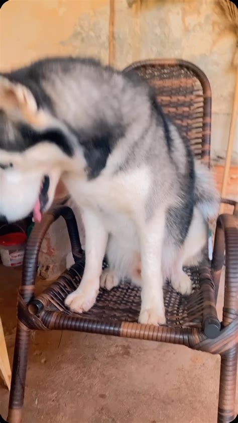 aquilesohusky1 | #husky #cachorro 😍😍 ️ | Instagram