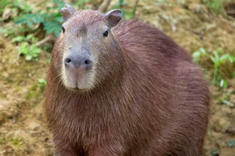 Qual A Cor Da Capivara - Descubra o que capivaras comem e onde vivem | Blog da Cobasi
