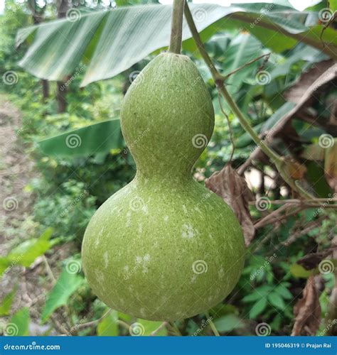 Chindo Nepali Cultural Tools Stock Image - Image of circle, cartoon