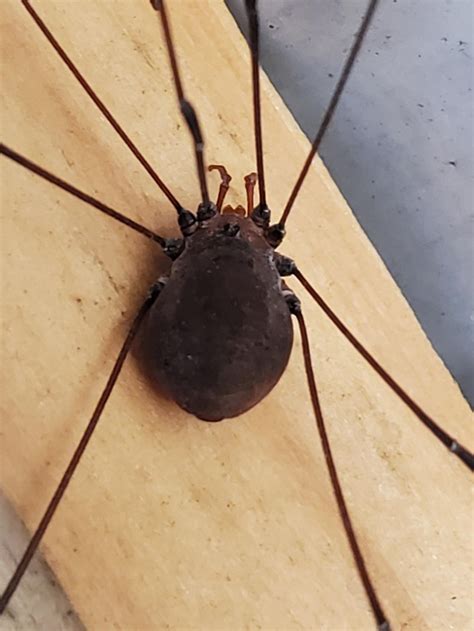 It looka like a spida, but it no spida : r/whatsthisbug