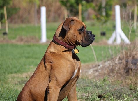 What is the most aggressive dog?