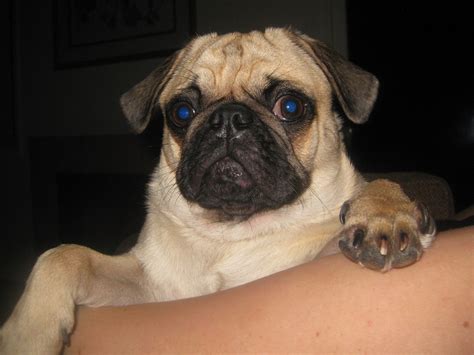 How do you tell a pug that his uncle is going to come to live with us