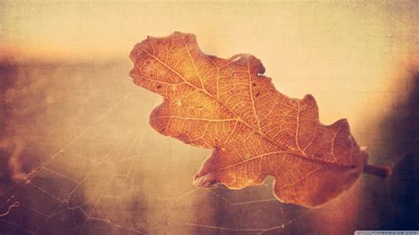 обои : 2560x1440 px, листья 2560x1440 - CoolWallpapers - 1231903 ...