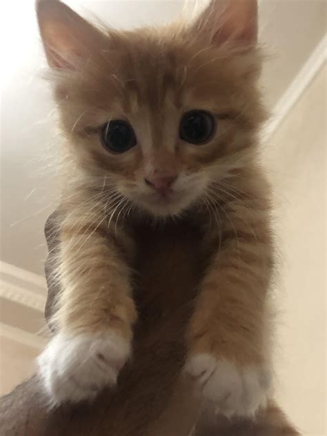 Why Does My Cat Look Thinner at Gerald Tapia blog
