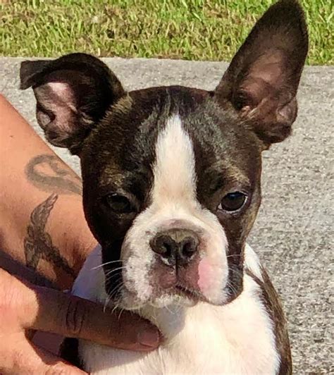 Boston Terrier (Bostie) Puppies For Sale - AKC PuppyFinder