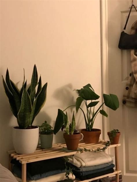 Pin by Kv 🦩 on P l a n t s 🌱 | Room with plants, Plant decor, Plant ...