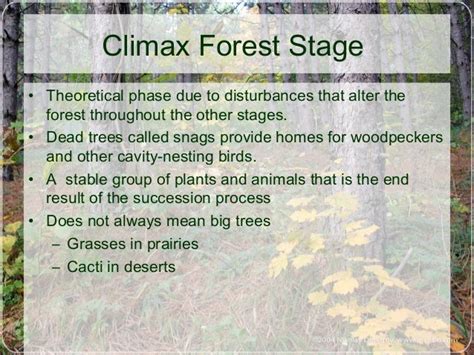 Forest succession and stages ppt