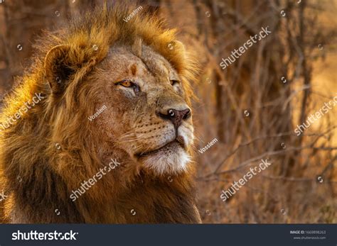 alpha lion images stock  vectors shutterstock