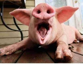 Feed the Pig Reward by Teacher Brett | Teachers Pay Teachers
