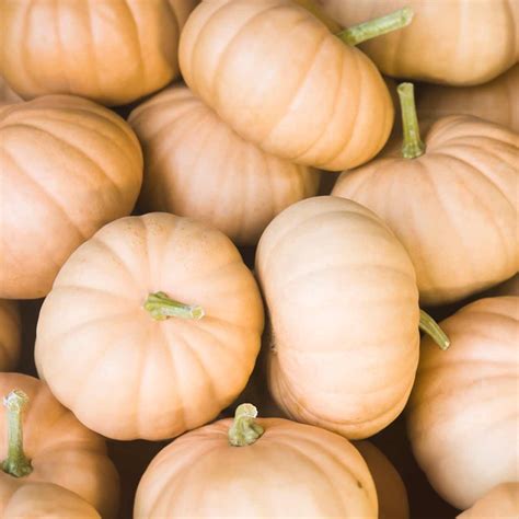 Long Island Cheese Pumpkin (Curcurbita moschata) - Annie's Heirloom Seeds