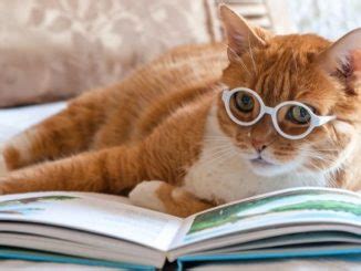 Гипотиреоз у собак - симптомы и лечение заболевания. - PetsTime.ru