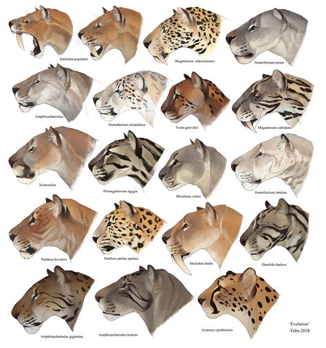 Evolution by FelineFire on DeviantArt