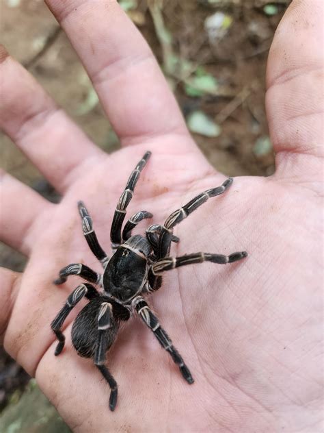 St Thomas, USVI Tarantulas! : r/spiders