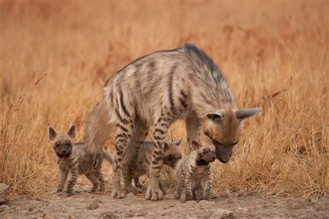 striped hyena  overview   behavior  habitat wheceg