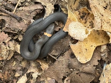 Found this little Prairie Ring Neck snake in [Northeast Texas]. : r
