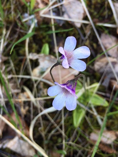 Pinguicula vulgaris in Scotland - Pinguicula - Carnivorous Plants UK