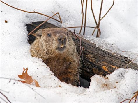 how to pronounce hibernation
