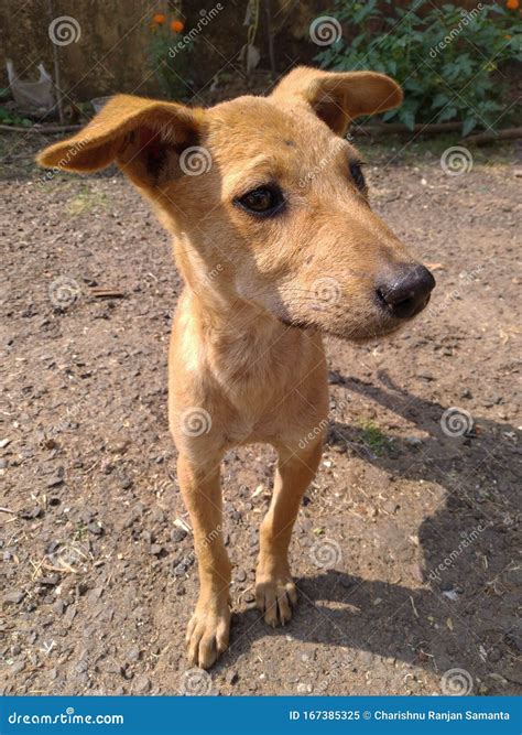 PUPPIES are CUTE,ADORABLE and BEAUTIFUL Stock Image - Image of