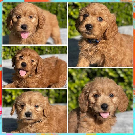 CaliSunshines Mini Goldendoodles | Goodafternoon doodle fam☀️. Wanted to share these adorable