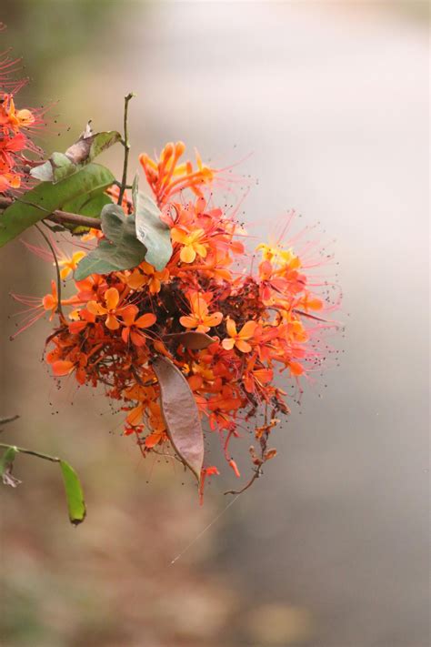 Rare and exotic flowers that start with j you never knew existed 9