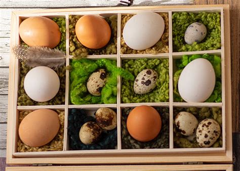 seberapa baik telur puyuh dibanding telur ayam ppg